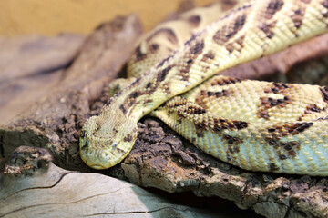 Puffotter / Puff adder / Bitis arietans