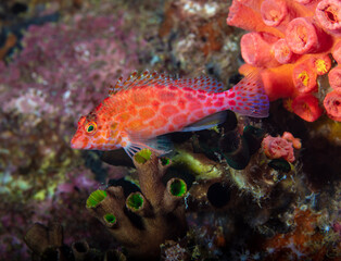 Hawkfish