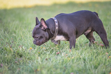 Beautiful thoroughbred french bulldog on a walk on the grass.