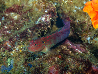Blenny