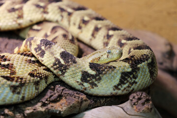 Obraz premium Puffotter / Puff adder / Bitis arietans
