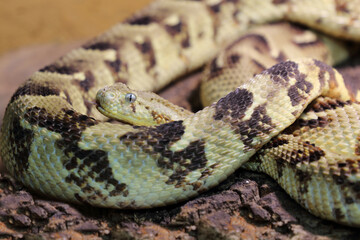 Puffotter / Puff adder / Bitis arietans