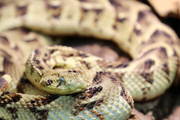 Puffotter / Puff adder / Bitis arietans
