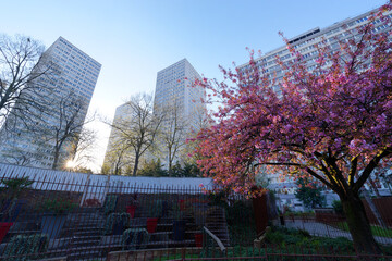 Cherry blossoms in the parisian chinatown. Paris 13th arrondissement - obrazy, fototapety, plakaty