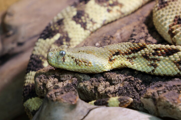 Puffotter / Puff adder / Bitis arietans