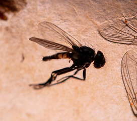 Fly stuck to sticky tape. Macro