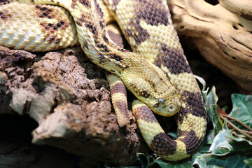 Puffotter / Puff adder / Bitis arietans