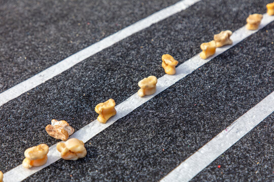Kazakh game of ram dice.