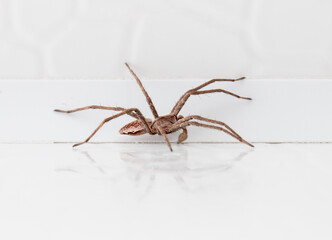 spider on white wood background. macro.