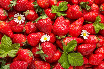 Texture of fresh strawberries with leaves and chamomile flower