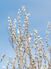 Willow branches with catkins on a background of blue sky.
