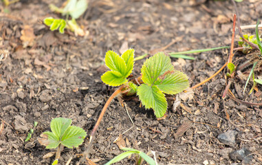 Strawberry seedlings growing in the garden in early spring
