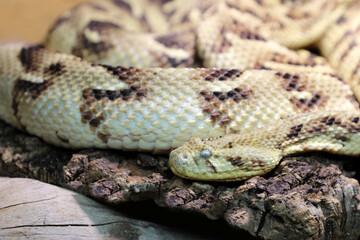 Puffotter / Puff adder / Bitis arietans