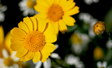 yellow blossoms shining in summer sunlight