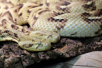 Puffotter / Puff adder / Bitis arietans