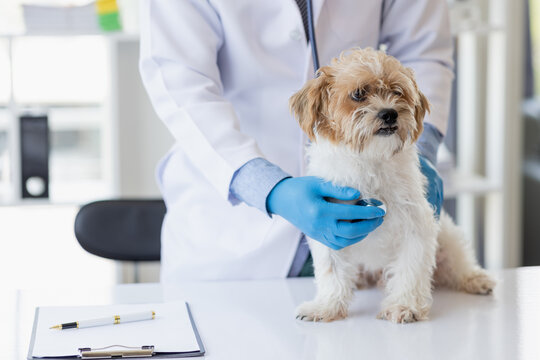 Veterinary doctor and assistant working together examining dog on table in veterinary clinic Pet health care and medical concept. Close-up.