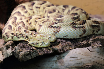 Puffotter / Puff adder / Bitis arietans