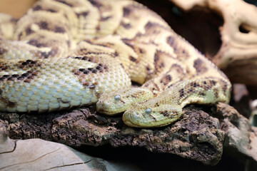 Puffotter / Puff adder / Bitis arietans