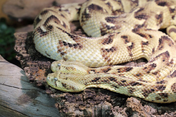 Puffotter / Puff adder / Bitis arietans