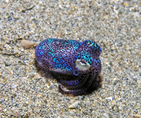 Bobtail squid