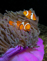 Anemonefish - Clownfish - Nemo
