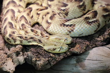 Puffotter / Puff adder / Bitis arietans