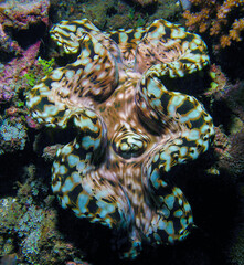 giant clam