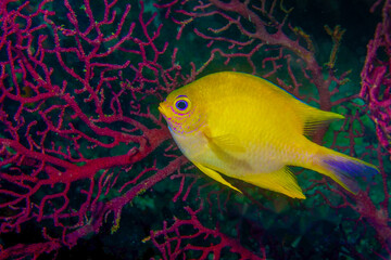 Damselfish