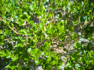 Fototapeta na wymiar bushes with green fresh leaves in spring