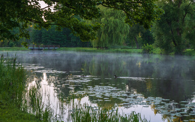 Fototapeta premium a lonely duck swimming in a pond on a foggy morning