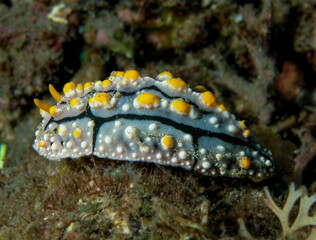 Nudibranch
