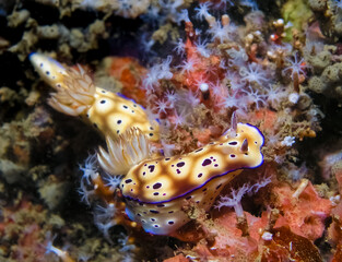 Nudibranch