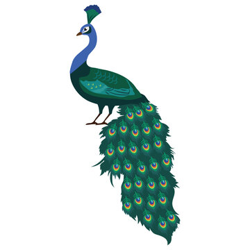 Pretty colorful peacock  vector cartoon illustration