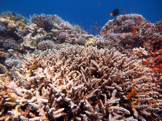 Fototapeta na wymiar Red Sea fish and coral reef at blue hole dive spot in egypt