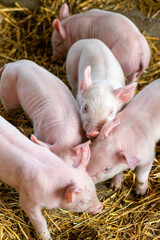 Close-up of piglets in the pigsty. Appropriate husbandry of pigs and piglets on an organic farm in northern Germany