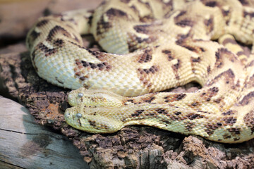 Puffotter / Puff adder / Bitis arietans