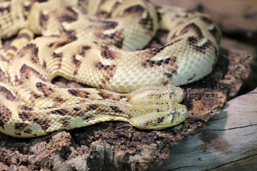 Puffotter / Puff adder / Bitis arietans
