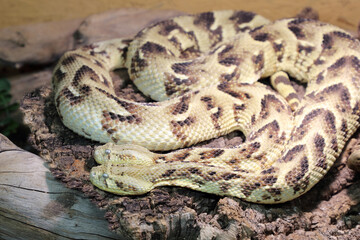 Puffotter / Puff adder / Bitis arietans