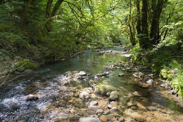 sous-bois avec rivière au printemps. La rivière l'Arvière dans l'Ain coule tranquillement dans la forêt