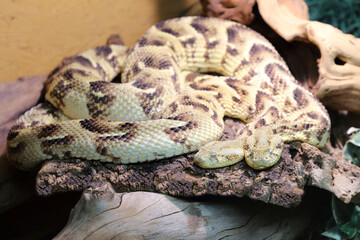 Puffotter / Puff adder / Bitis arietans