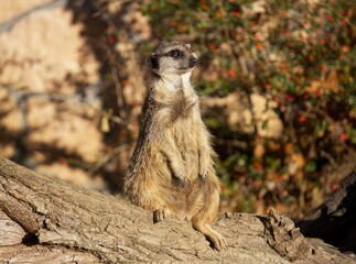 meerkat basking in the sun