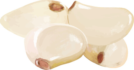 vector drawing, Garlic, Herb, Garlic Vector, Drawing Garlic, Vegetable