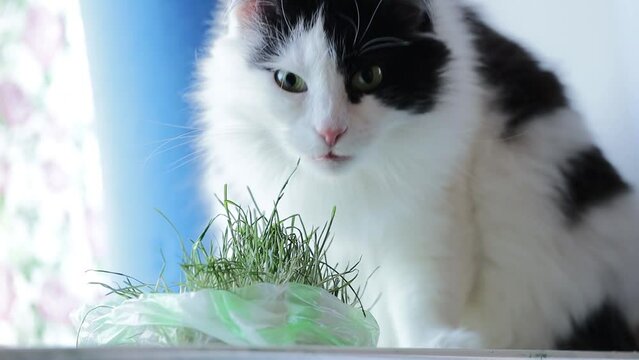 cat eats sprouted oats at home