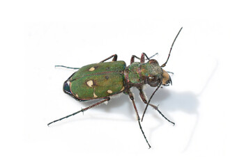 Green tiger beetle Cicindela campestris isolated on white background