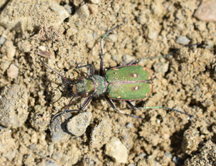 Green tiger beetle Cicindela campestris on sand natural environment