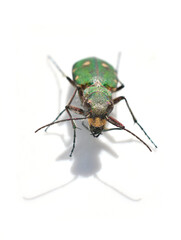 Green tiger beetle Cicindela campestris front isolated on white background