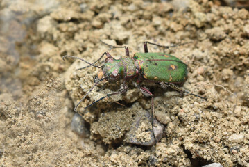 Green tiger beetle Cicindela campestris on sand natural environment