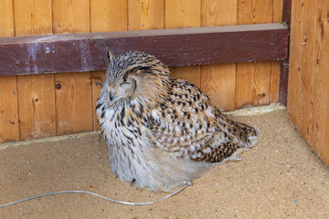 Great owl West Siberian eagle owl - Bubo bubo sibiricus falconry-led.