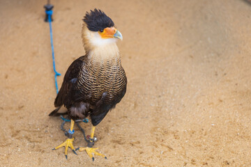 Southern Karanco bird of prey - Caracara plancus led by a falconer.