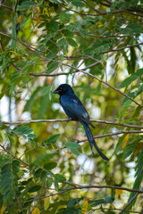 bird on a branch